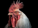 rooster's avatar