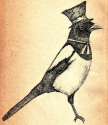 Captain Magpie's avatar